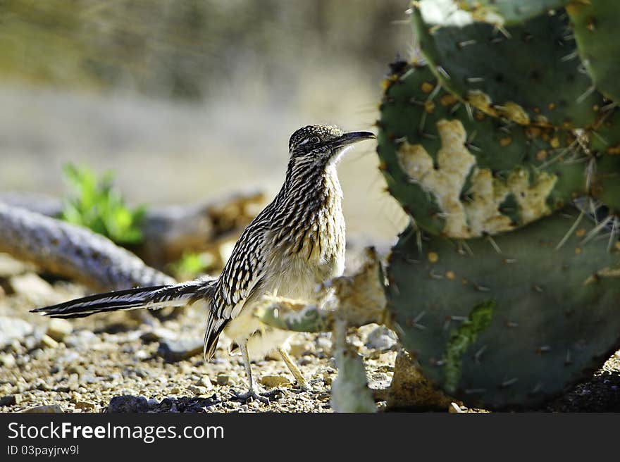 Roadrunner