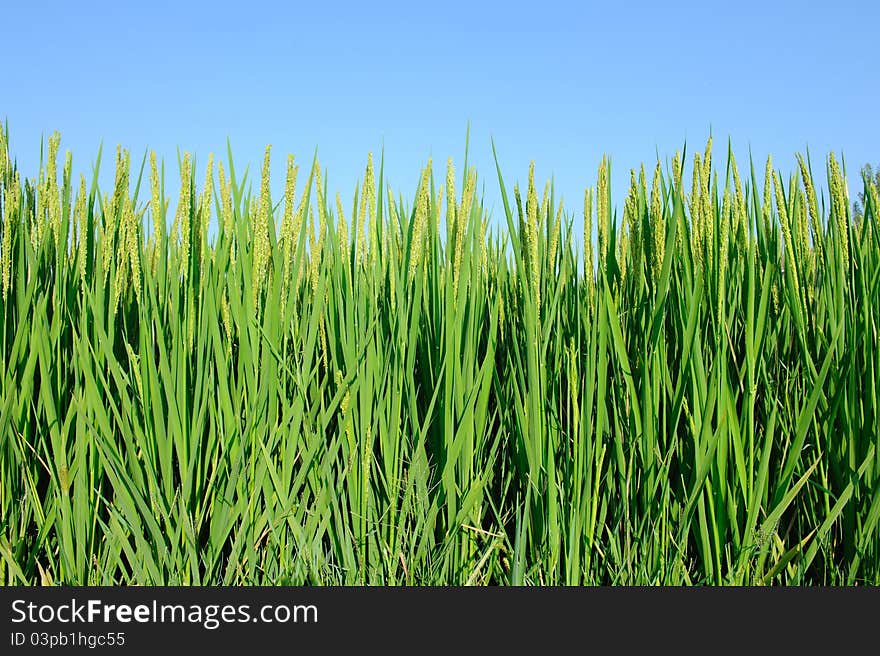 Paddy rice