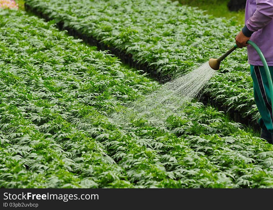 Seedlings of the same sort at farms