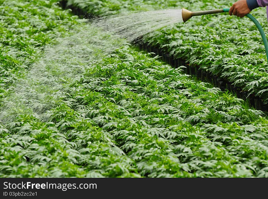 Seedlings of the same sort at farms