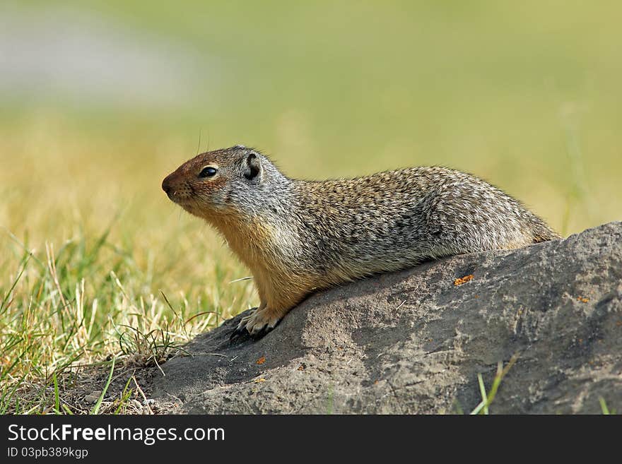 Columbian Ground Squirrel on a Rock