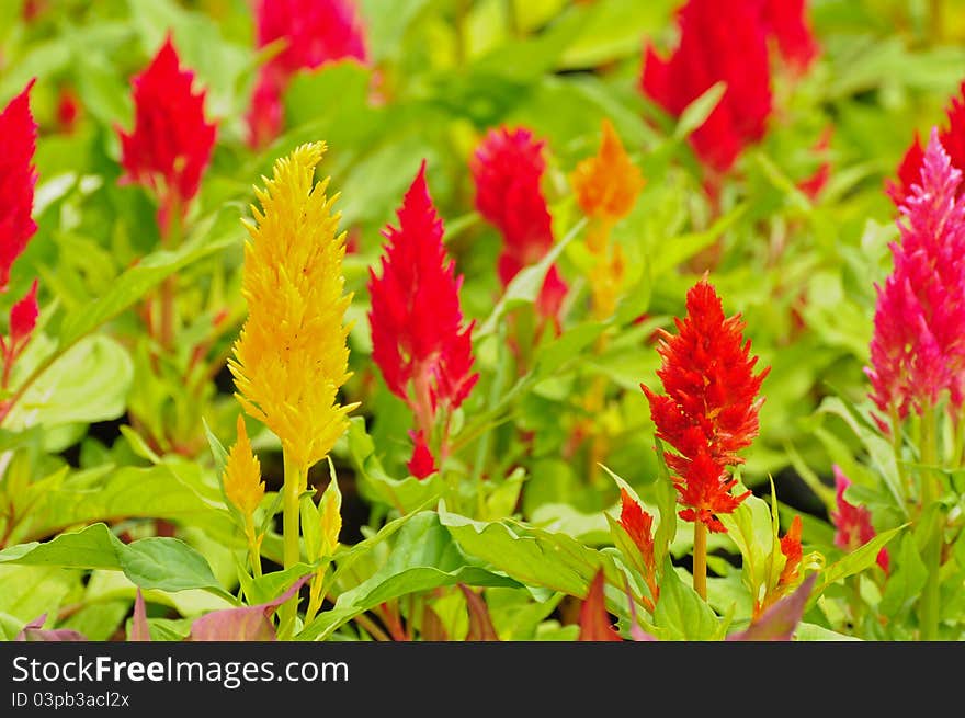 Colorful of flower in the garden