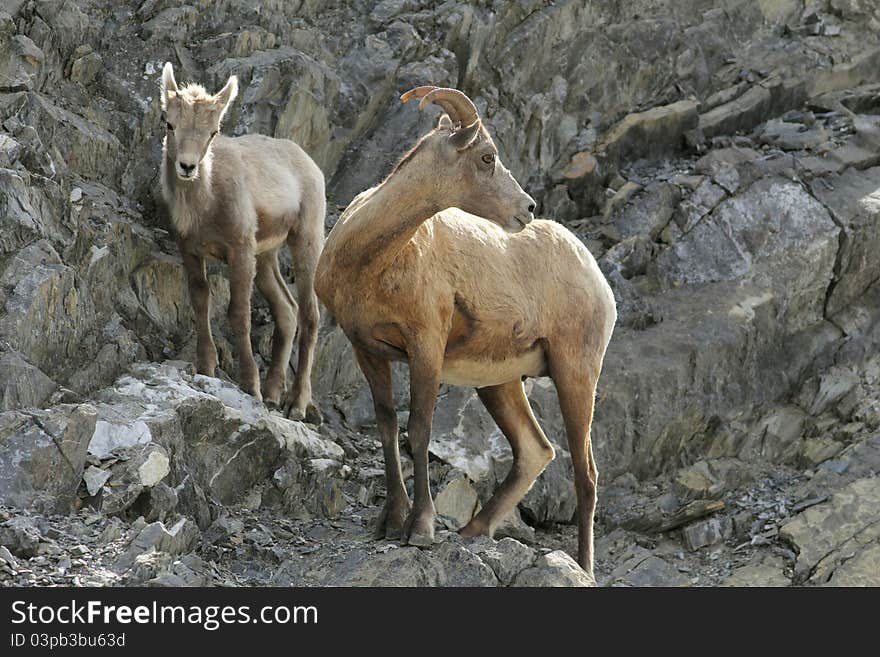 Rocky Mountain Bighorn Sheep - Ewe and Lamb - Jasper National Park, Alberta