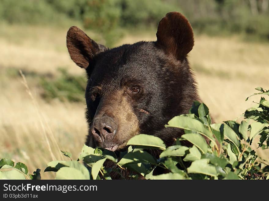 Closeup of Black Bear (Ursus americanus) Eating Buffalo Berries - Waterton Lakes National Park, Alberta, Canada. Closeup of Black Bear (Ursus americanus) Eating Buffalo Berries - Waterton Lakes National Park, Alberta, Canada