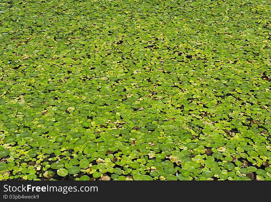 Summer pond planting water hyacinth