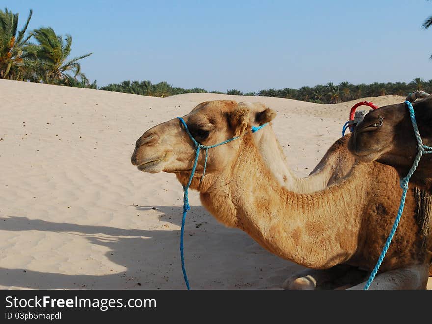 Camels In Desert