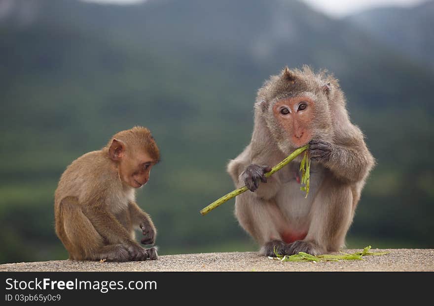 Little monkey and mom sitting on floor