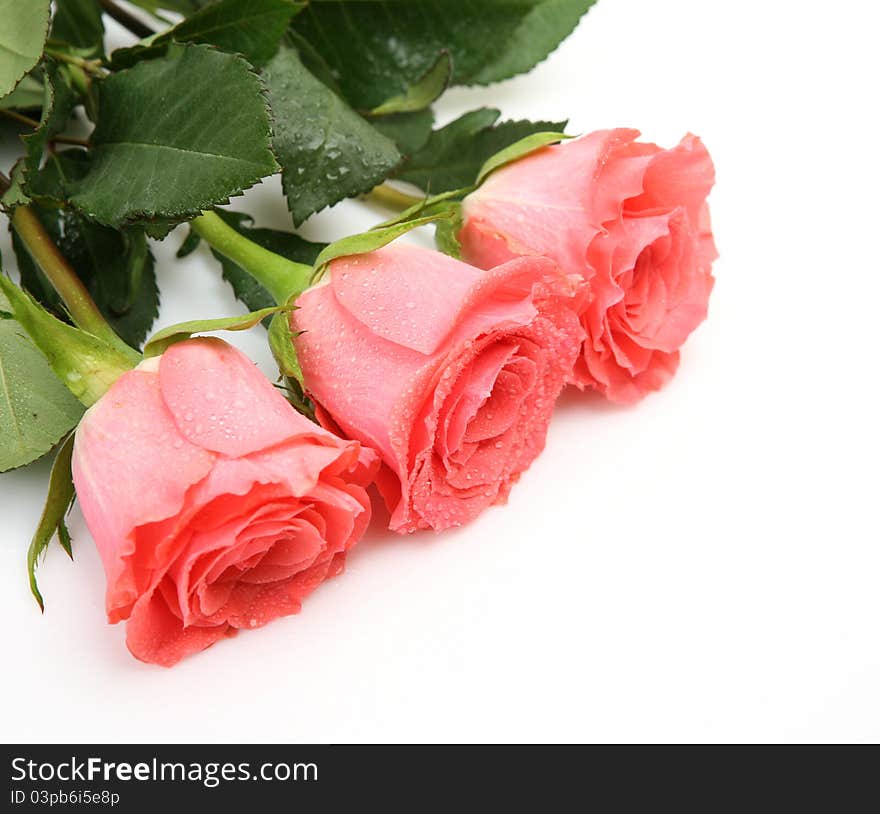 Pink rose on a white background. Pink rose on a white background