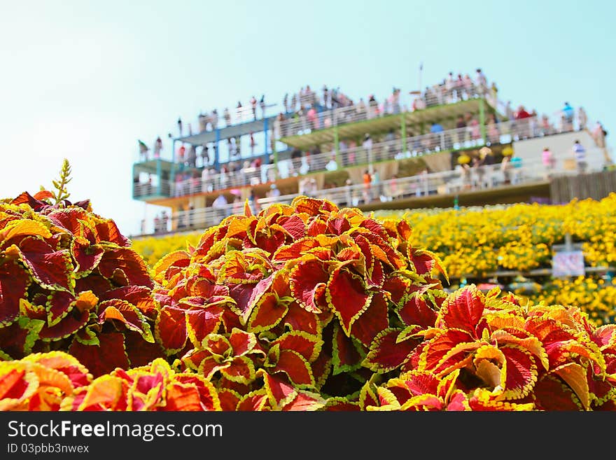 Garden flower festival in thailand