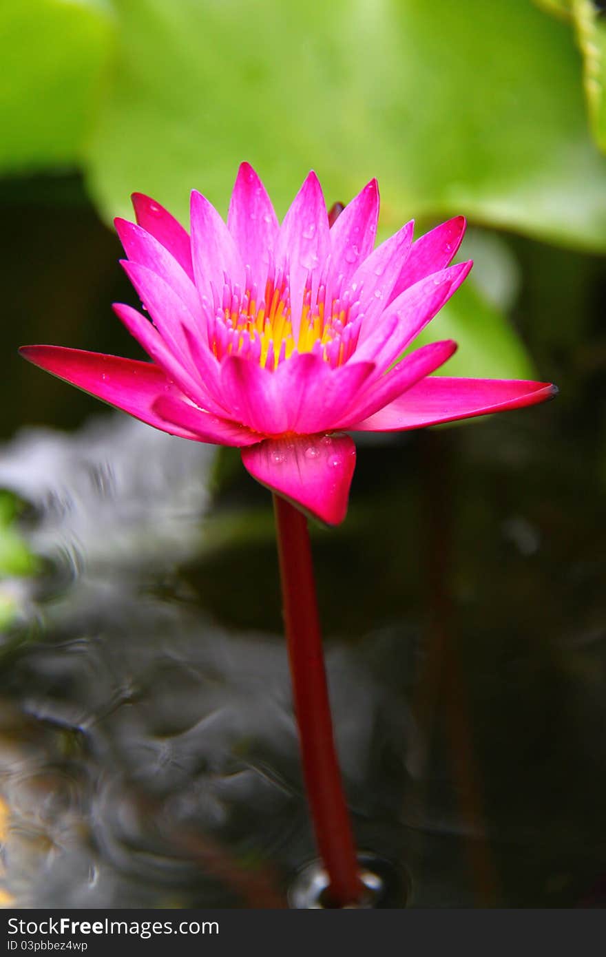 Beautiful pink water lily on the River