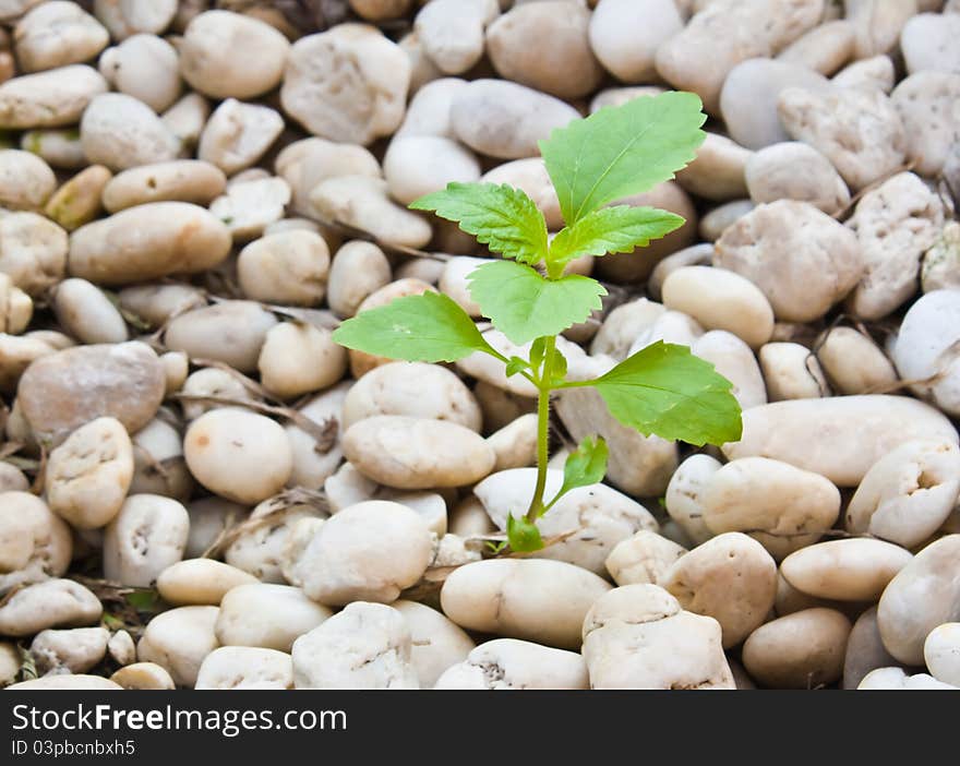 Small plant grow up on  gravel