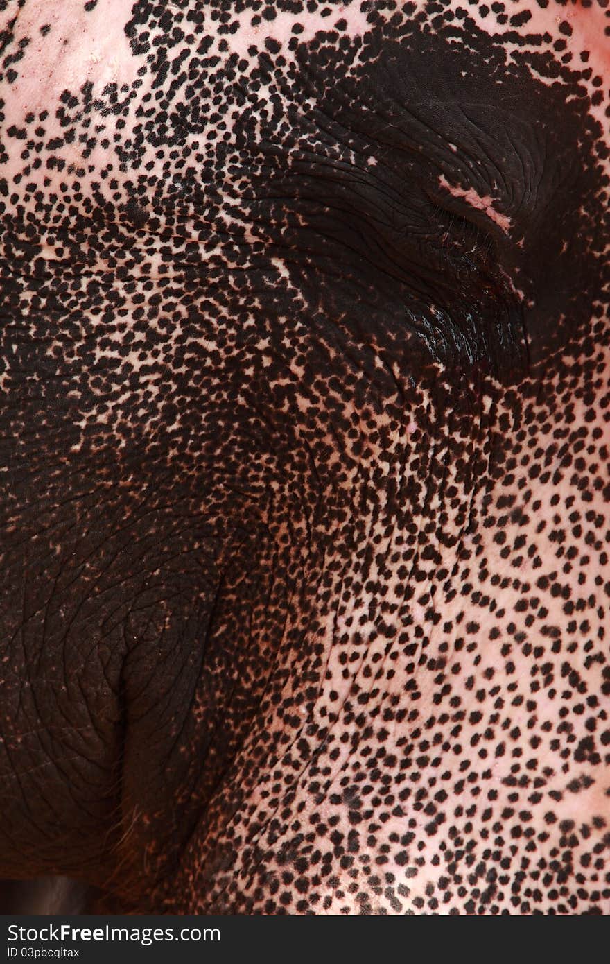 Close up of an elephant 's face with  moist eyes. Close up of an elephant 's face with  moist eyes