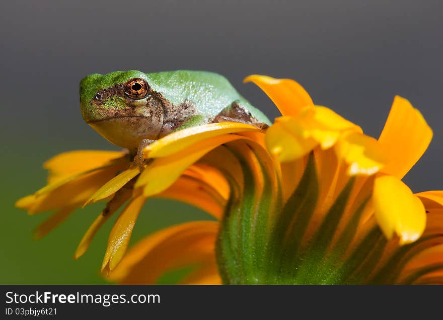 Immature gray tree frog sitting on a daisy.