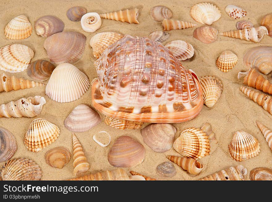 Large seashells on the sand, Studio shot