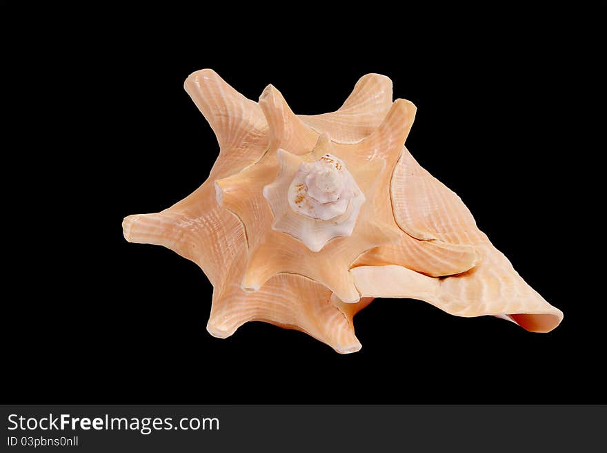 Large seashell on a black background, Studio shot