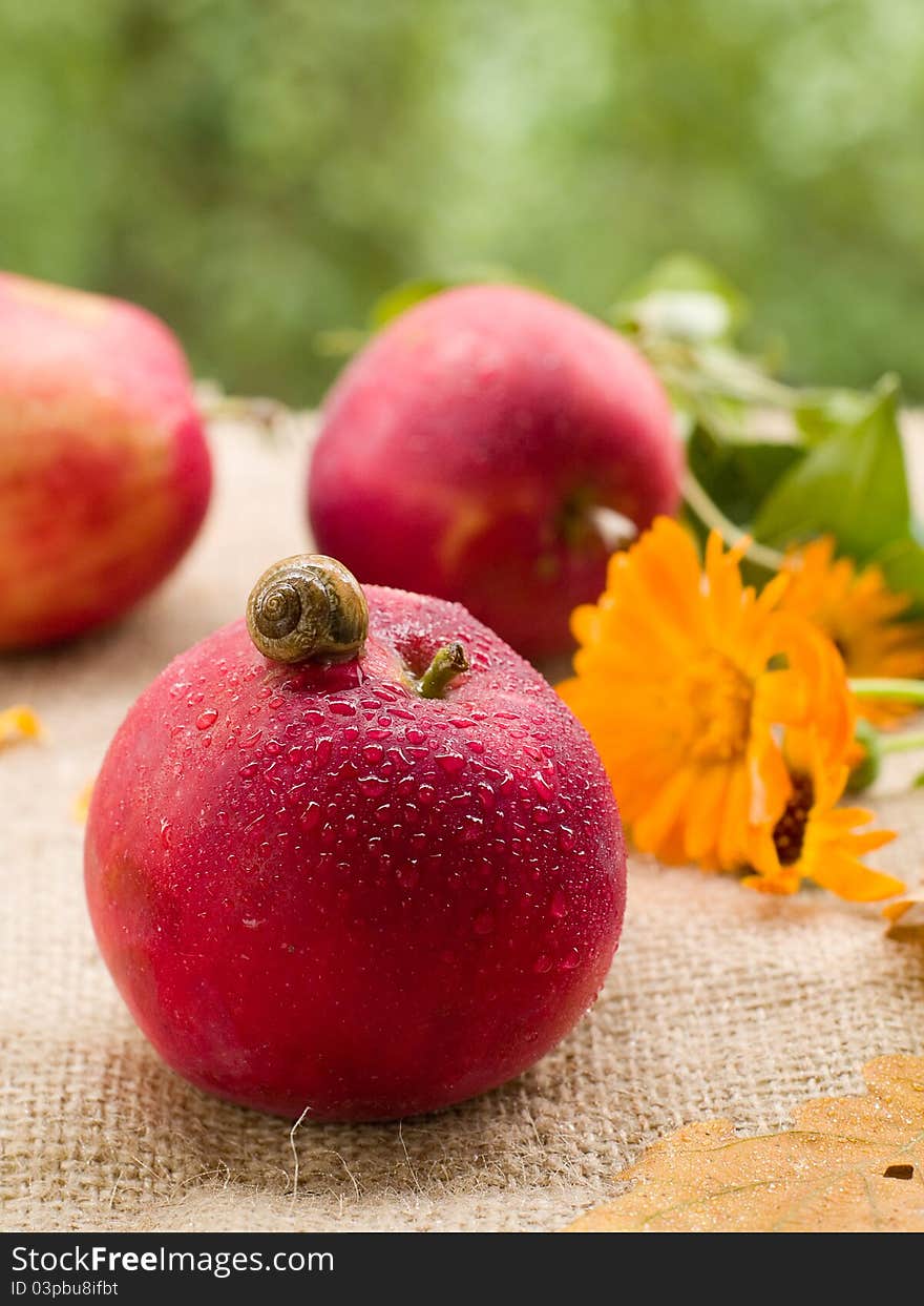 Fresh ripe apple with snail. Selective focus