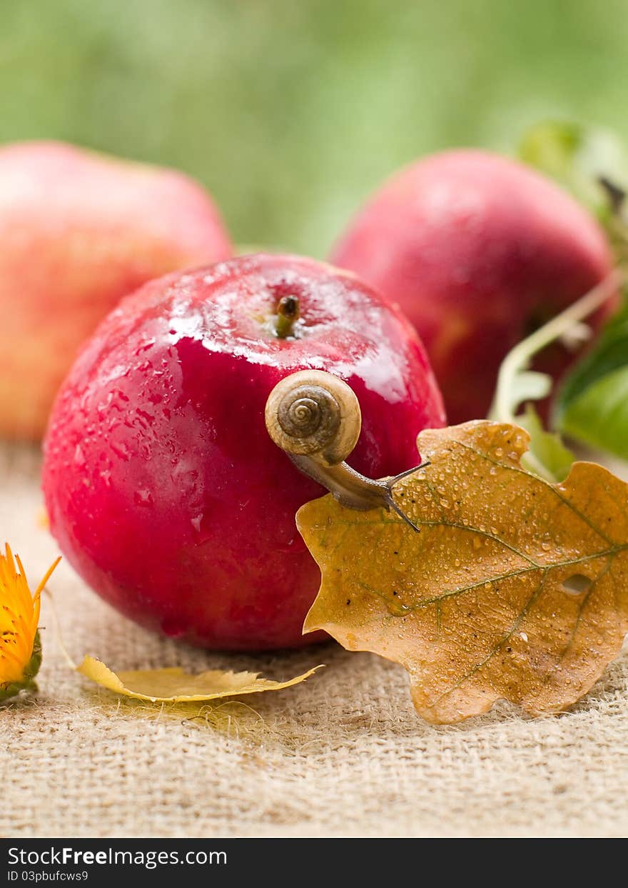 Fresh ripe apple with snail. Selective focus