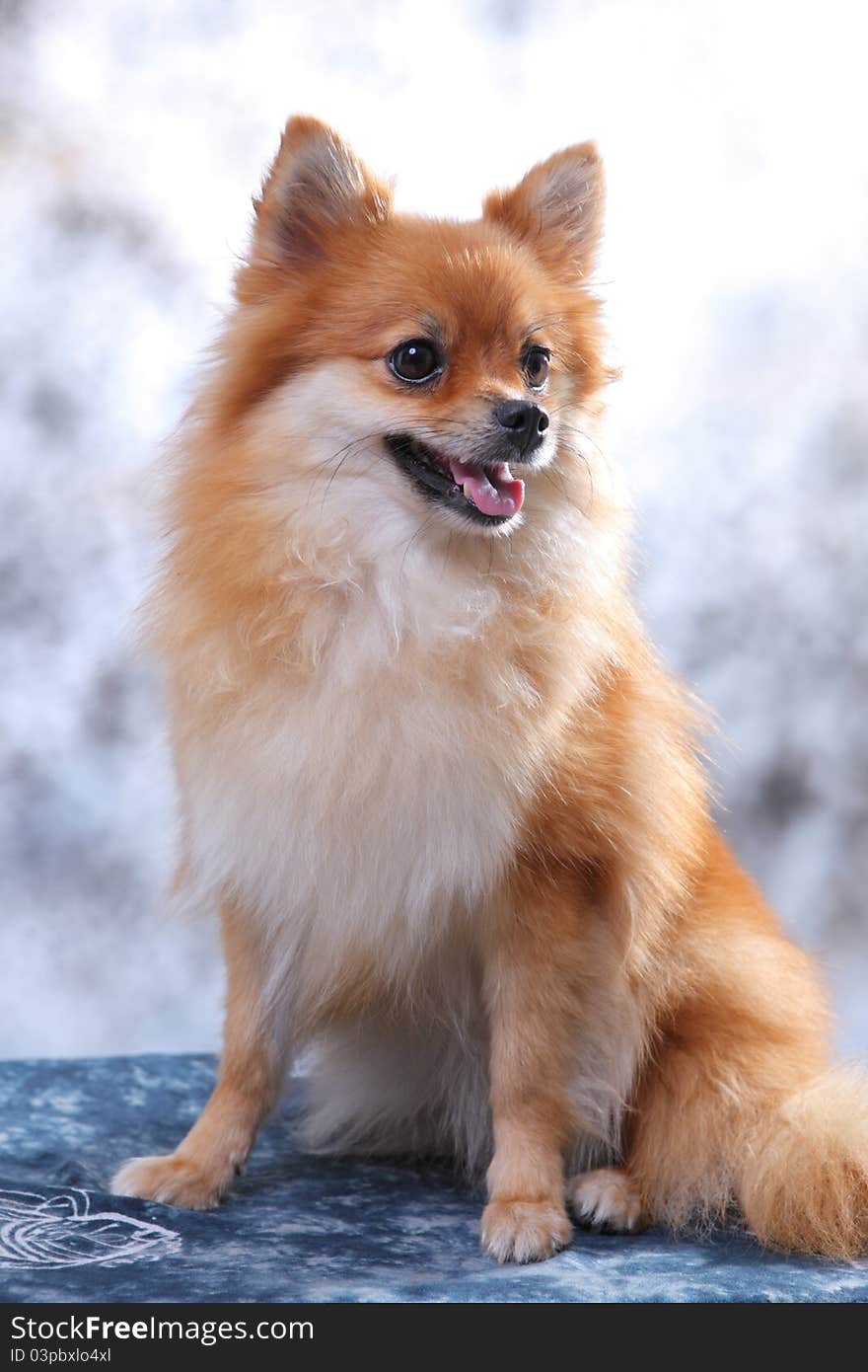 Pomeranain Dog In The Studio