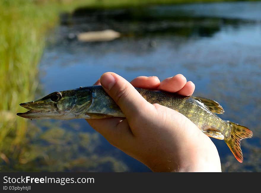 Small pike in angler's hand. Small pike in angler's hand