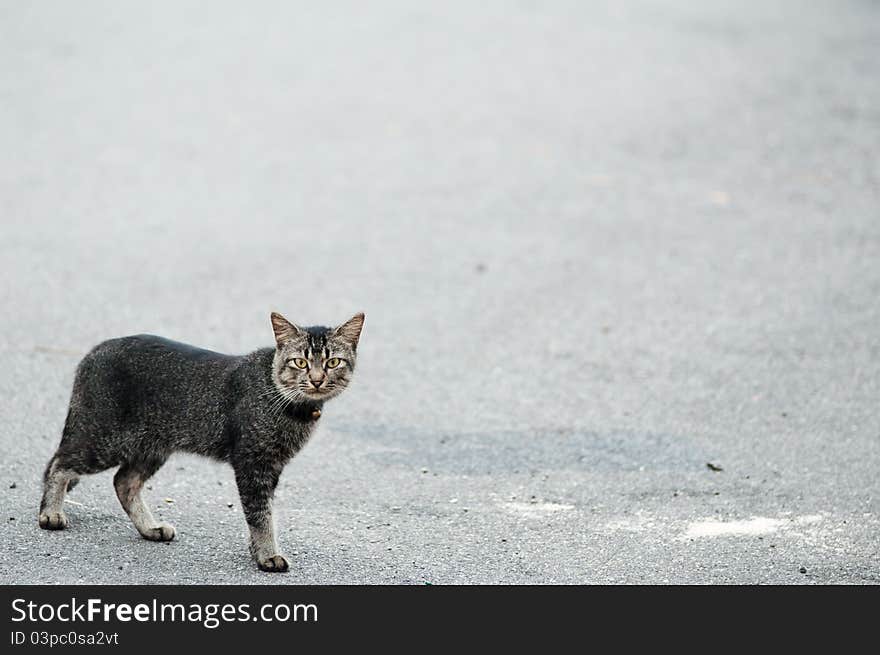 Cat Walking On Street