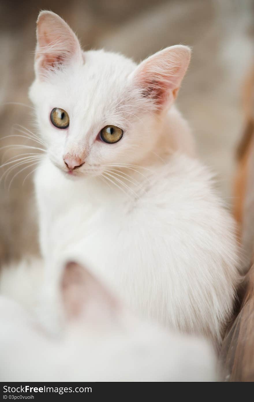 White Kitten