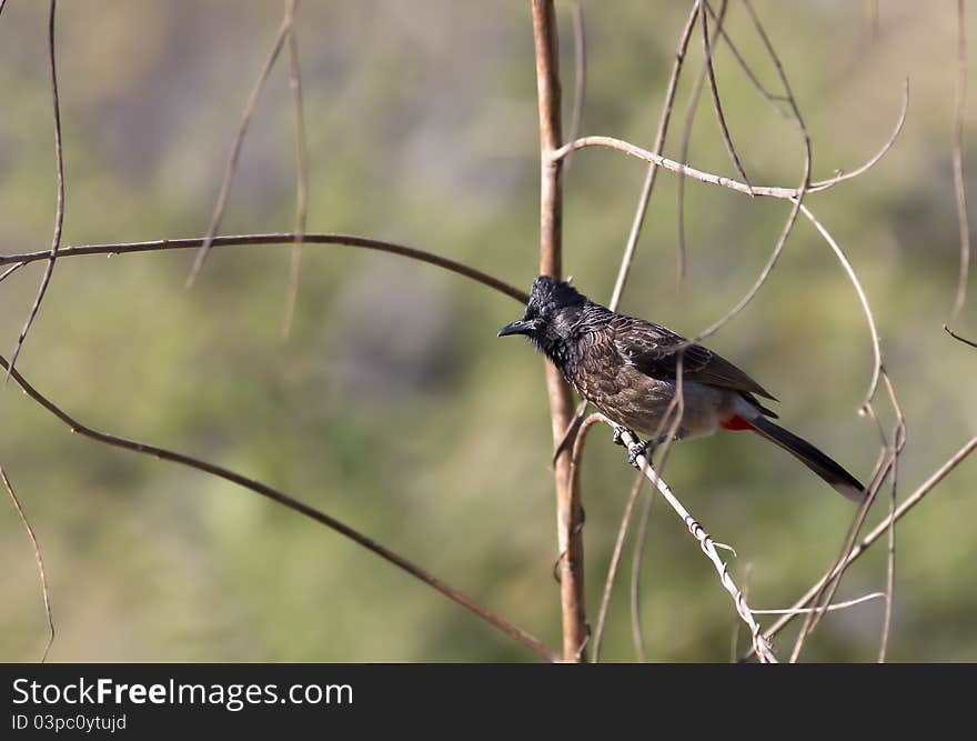 Red vented bulbul