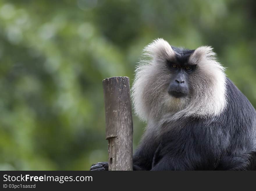 A lion tailed macaque sitting beside a pole