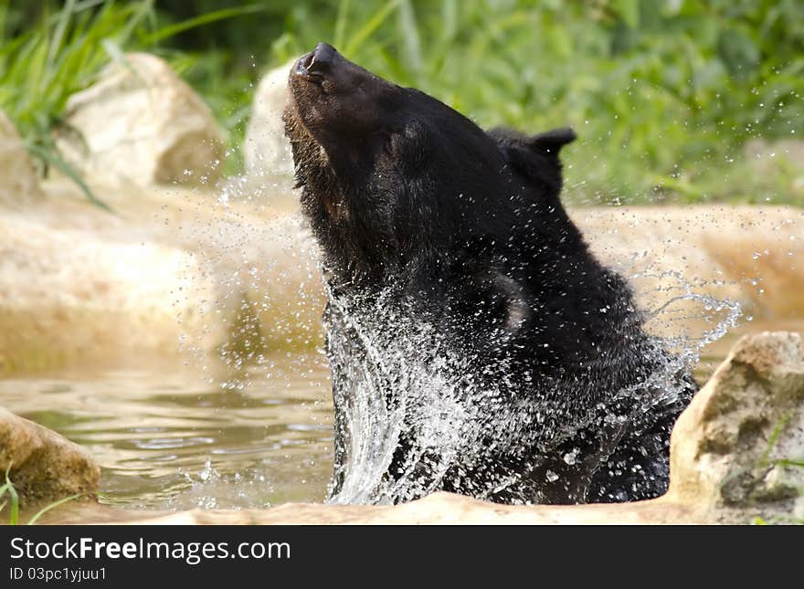 A Himalayan black bear taking bath