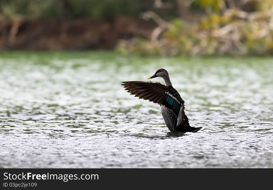 A spot billed duck taking a bath and flapping its wings