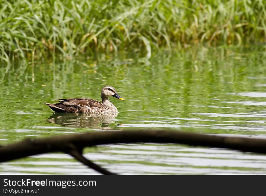 A spot billed duck swimming in green water