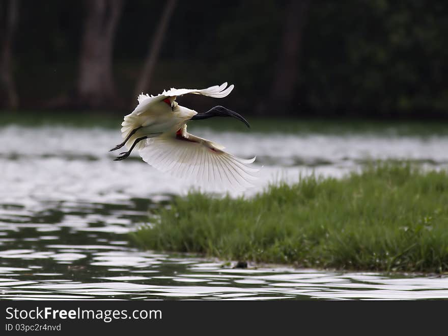 Flying Black Headed Ibis