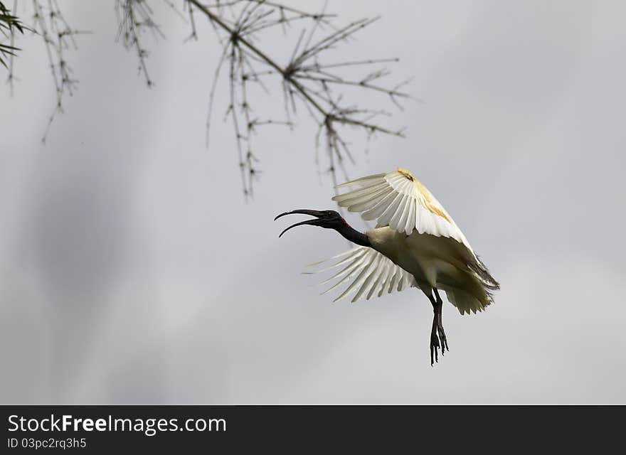 A black headed ibis flying with its mouth open. A black headed ibis flying with its mouth open