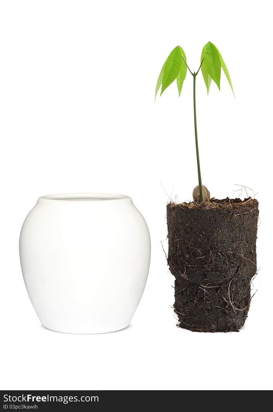 Vases and seedlings of rubber trees. Vases and seedlings of rubber trees.