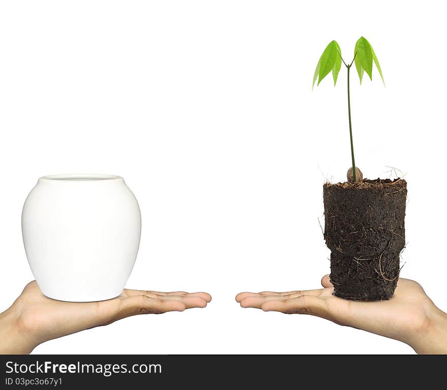 Hand, the flower and seedling rubber. Hand, the flower and seedling rubber.