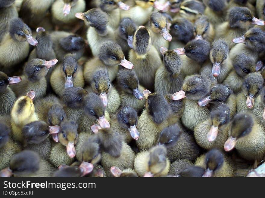 A group of young ducks. A group of young ducks