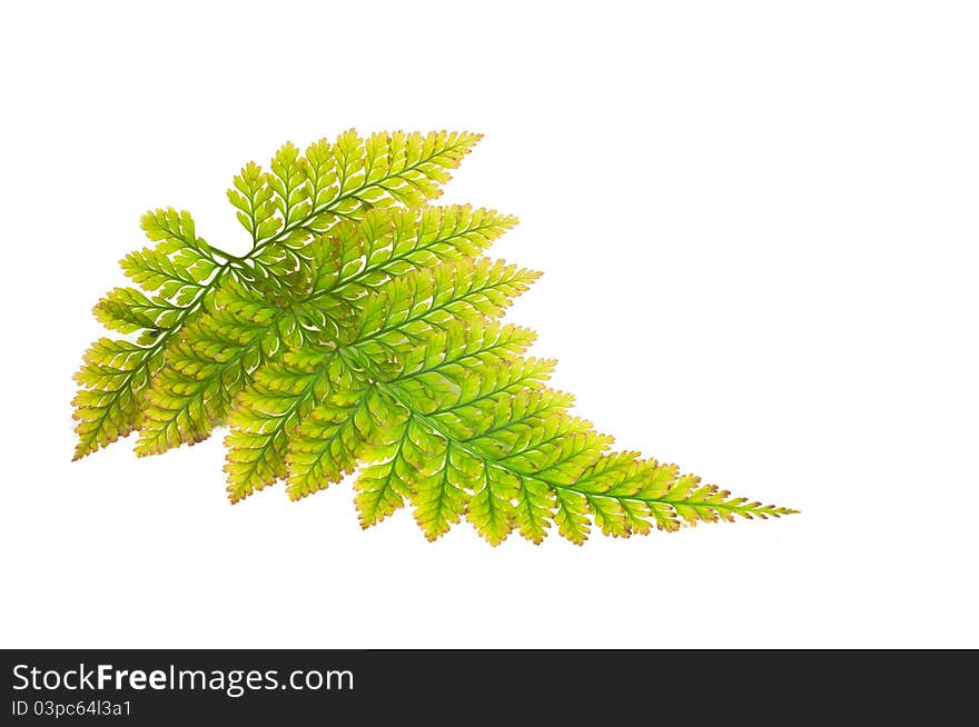 Fern leaf isolated on white background