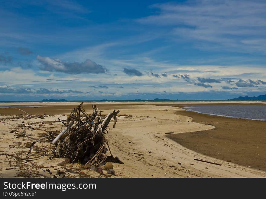 Dead trees on beach