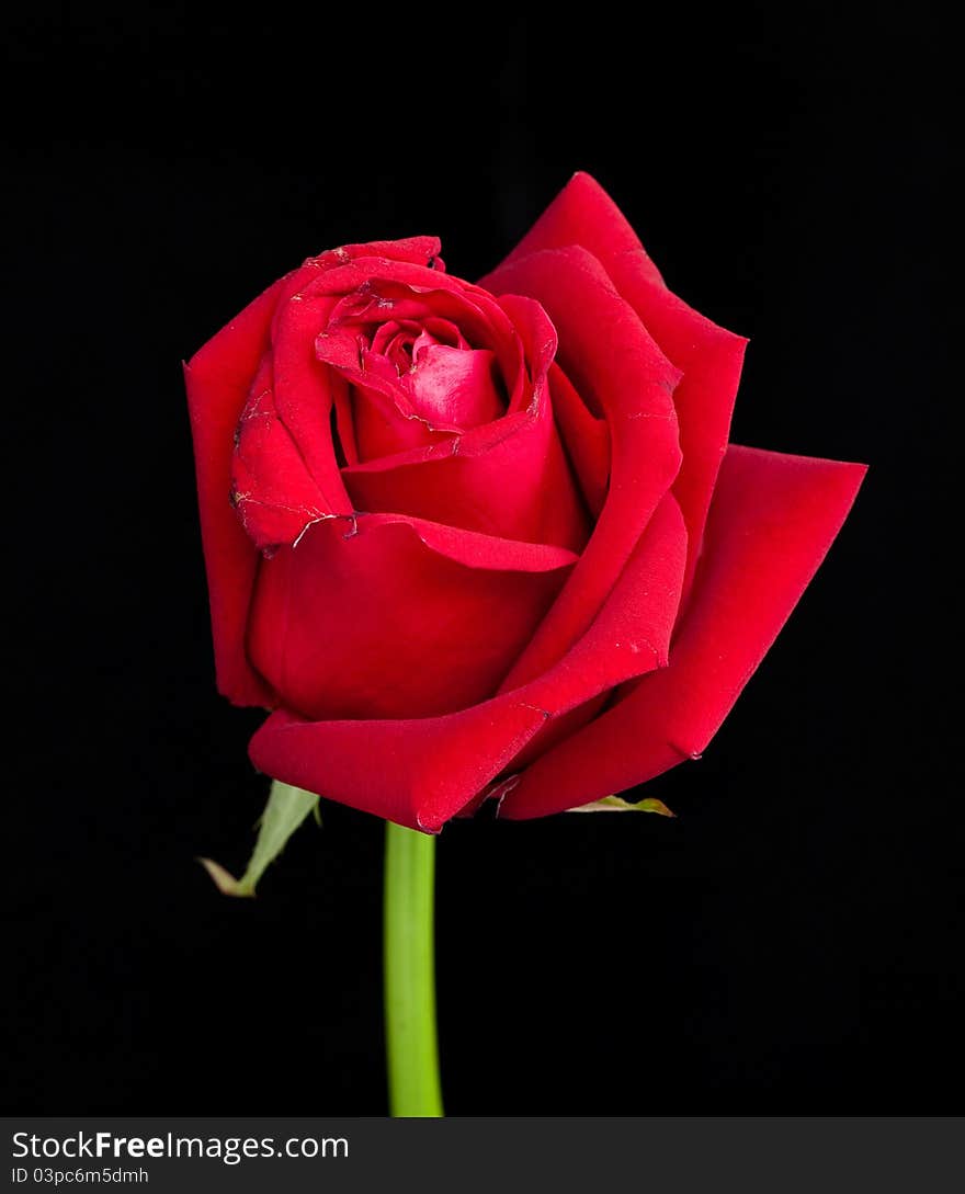 Red rose