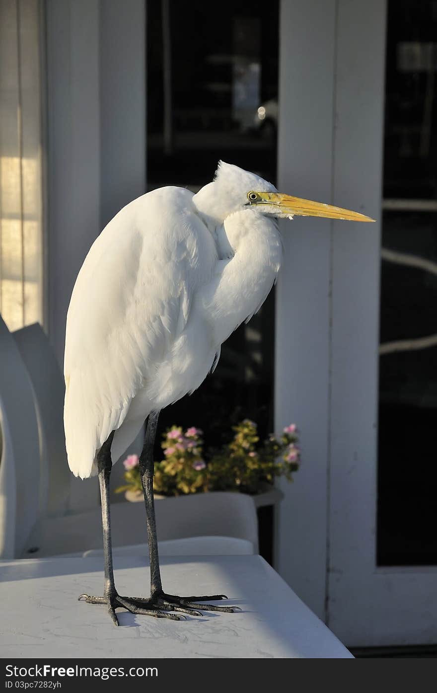 Great Egret bird standing near a habor looking for prey.