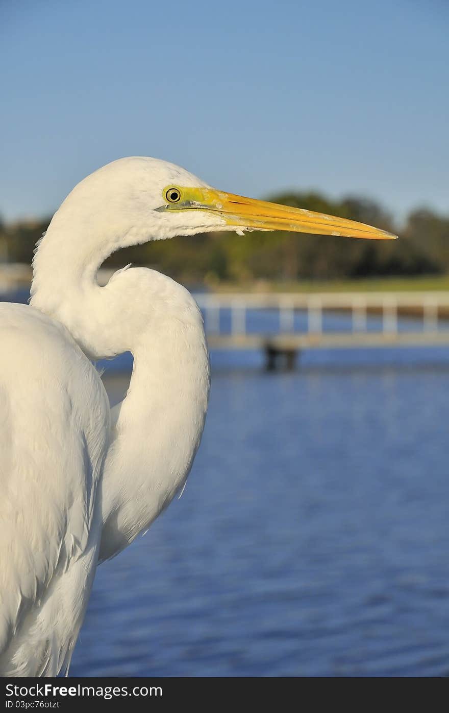 Closeup Of Great Egret