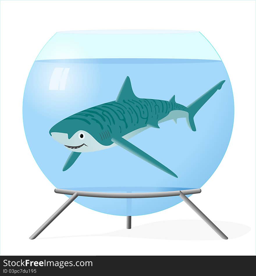 One shark is in the room aquarium