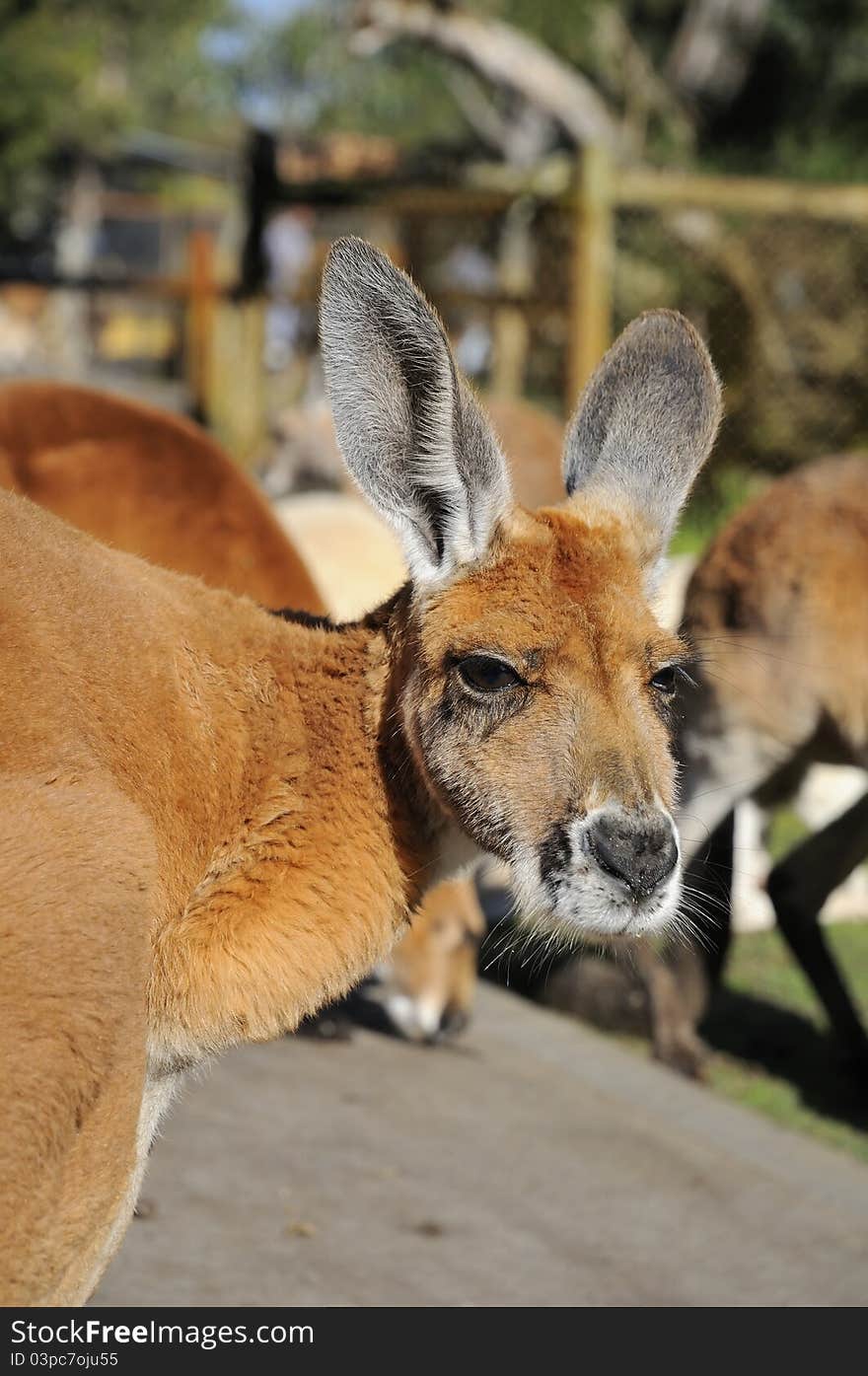 Brown kangaroo