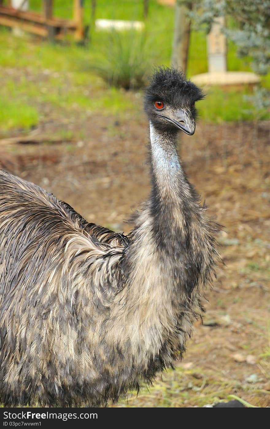 Big emu bird in the outskirts of Perth, Australia.