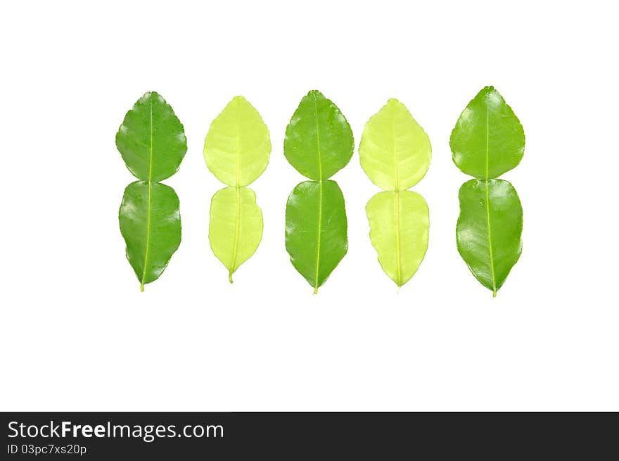 Kaffir lime leaves