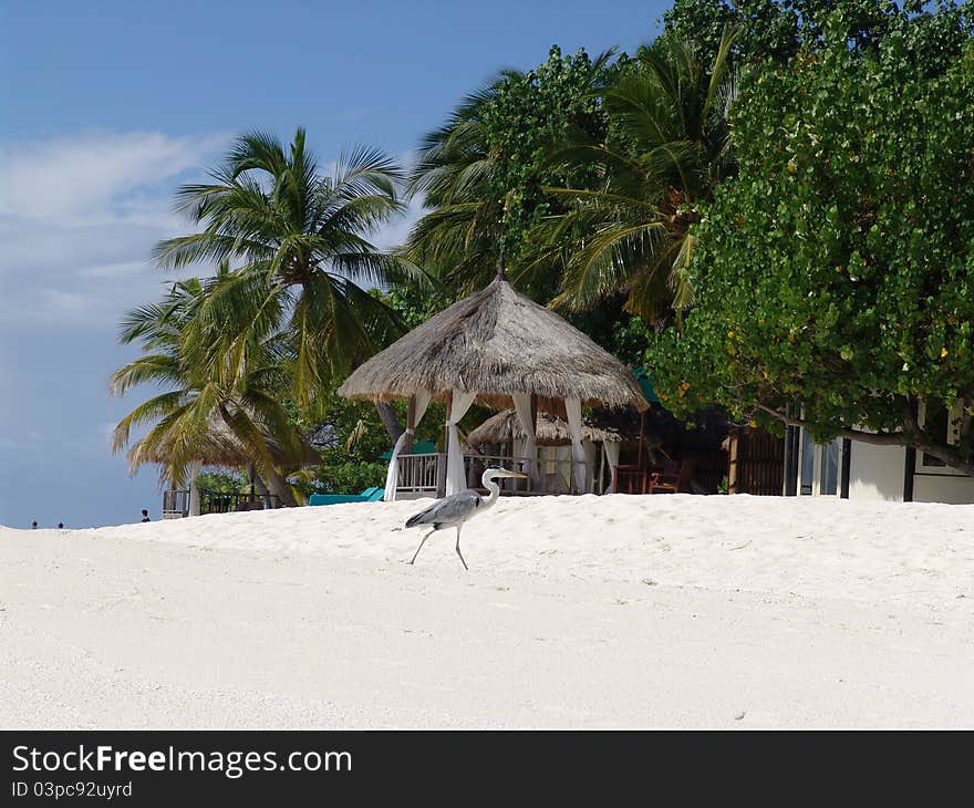 Sunny day on beaches of fantastic islands Maldives. Sunny day on beaches of fantastic islands Maldives