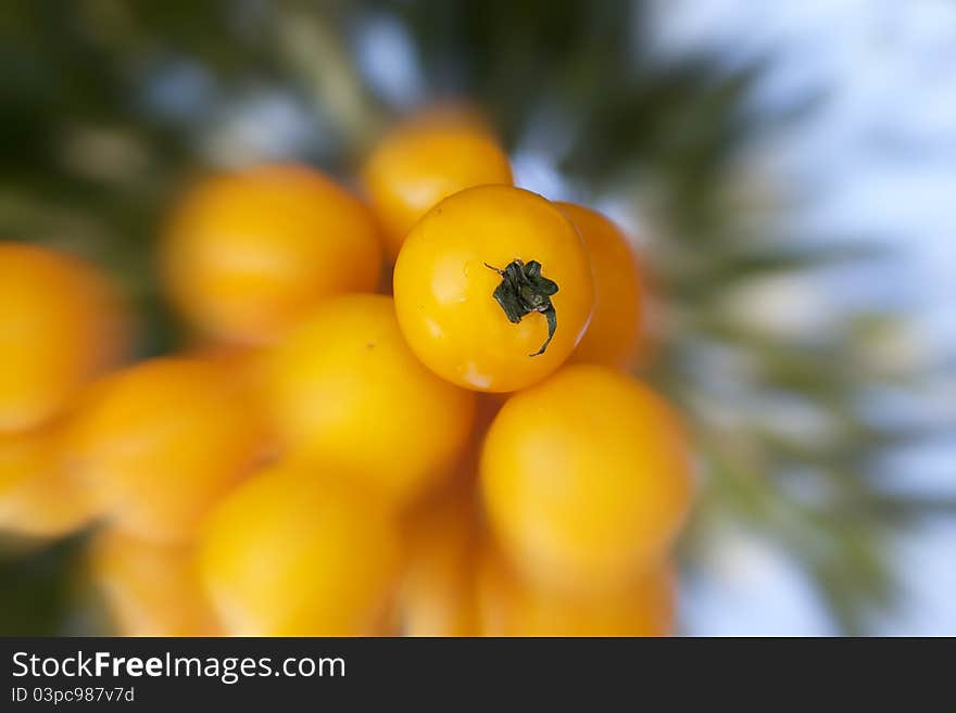 Yellow Tomatoes