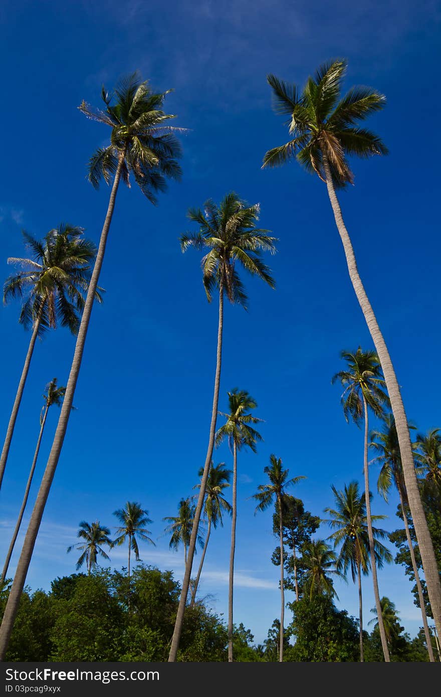 Coconut trees on blue sky