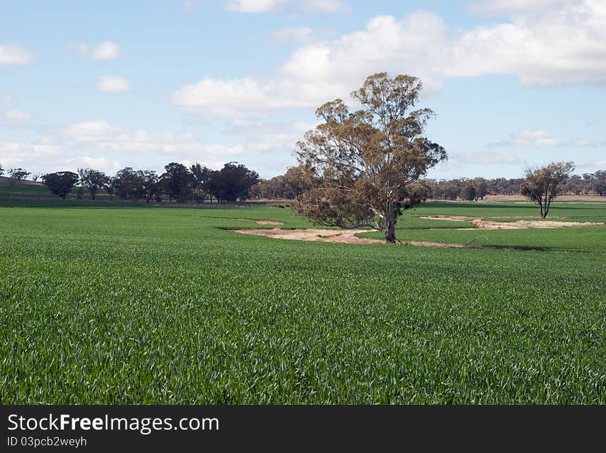 Cereal crop in a rural landscape