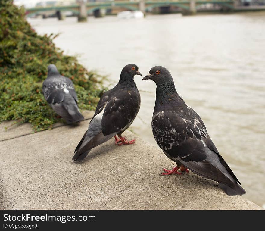 Pigeons at the river bank, close-up. Pigeons at the river bank, close-up