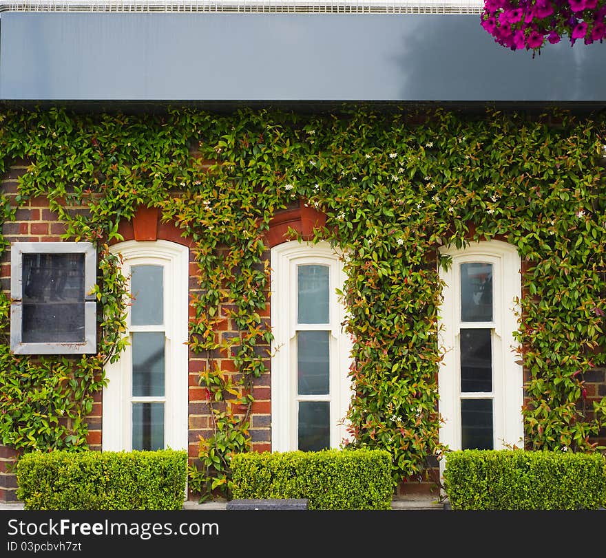 Facade made of bricks covered with green leaves. Facade made of bricks covered with green leaves